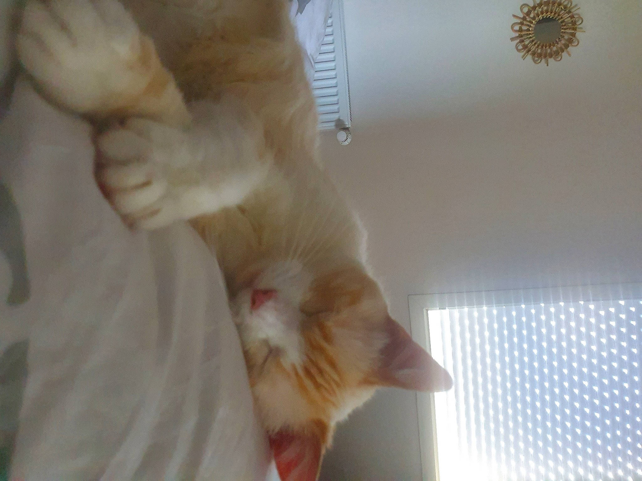 Safran a rejoint le concours — aidez-le/la à gagner de superbes lots ! carnivore, cat, claw, comfort, domestic_short_haired_cat, fawn, felidae, foot, fur, gesture, hardwood, nail, paw, small_to_medium_sized_cats, snout, sporting_group, tail, whiskers, window_covering, wood