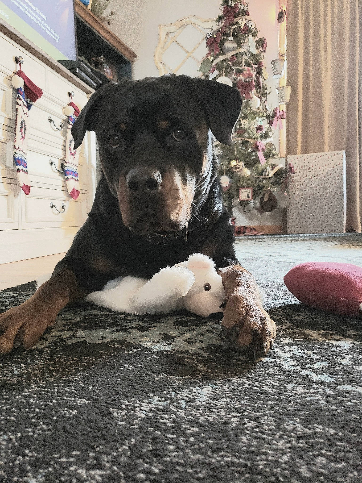 Gunner Barto joined the competition — help win amazing prizes! canidae, carnivore, christmas, christmas_decoration, collar, companion_dog, curtain, dog, dog_breed, floor, home, interior_design, lamp, living_room, ornament, snout, sporting_group, terrestrial_animal, whiskers, working_animal