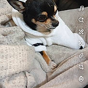 Snoopy participe au concours pour gagner de l'argent avec cette photo : dog, chihuahua, blanket, towel, cozy, indoor, pet, resting, small_dog, fur, ears, black_and_tan, mobile_screenshot, app_interface, text_overlay, furniture, chair, soft_texture, cute, wrapped