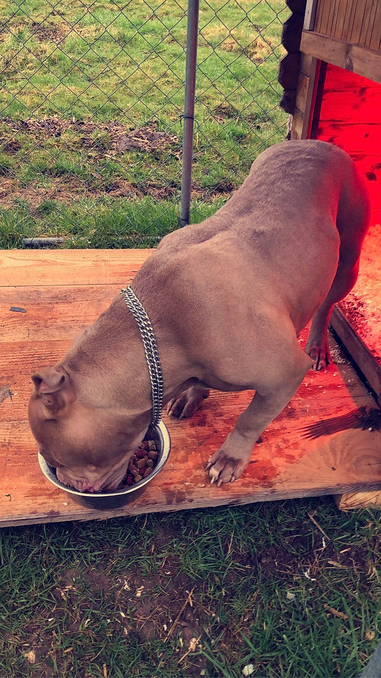 Miss Tokyo participe au concours pour gagner de l'argent avec cette photo : canidae, carnivore, collar, companion_dog, dog, dog_breed, dog_collar, fawn, grass, horse_tack, human_leg, leash, liver, livestock, pet_supply, plant, snout, sporting_group, terrestrial_animal, working_animal