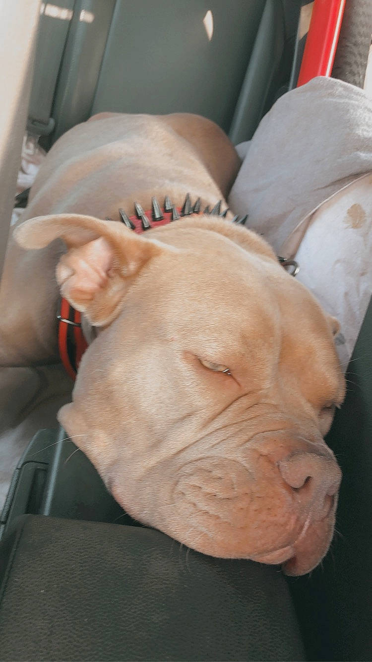 Miss Tokyo participe au concours pour gagner de l'argent avec cette photo : auto_part, bulldog, car_seat, carnivore, comfort, companion_dog, dog, dog_breed, fawn, fur, guard_dog, molosser, shar_pei, snout, suidae, terrestrial_animal, vehicle_door, whiskers, windshield, wrinkle