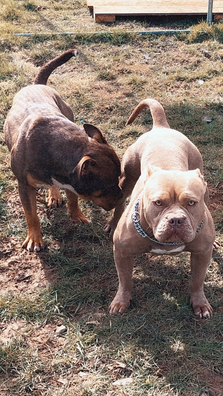 Miss Tokyo participe au concours pour gagner de l'argent avec cette photo : adventure, bulldog, canidae, carnivore, companion_dog, dog, dog_breed, fawn, grass, molosser, plant, snout, soil, sporting_group, terrestrial_animal, toy_dog, white_english_bulldog, wildlife, working_animal, wrinkle