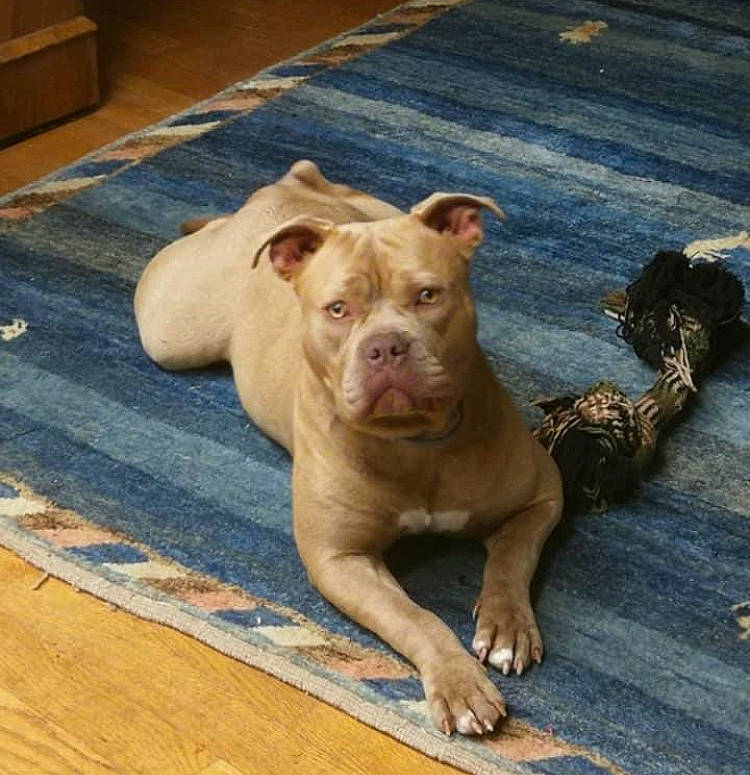 Miss Tokyo participe au concours pour gagner de l'argent avec cette photo : carnivore, companion_dog, dog, dog_breed, dog_supply, fawn, floor, flooring, hardwood, liver, pet_supply, plank, rectangle, road_surface, snout, varnish, wood, wood_stain, working_animal, working_dog