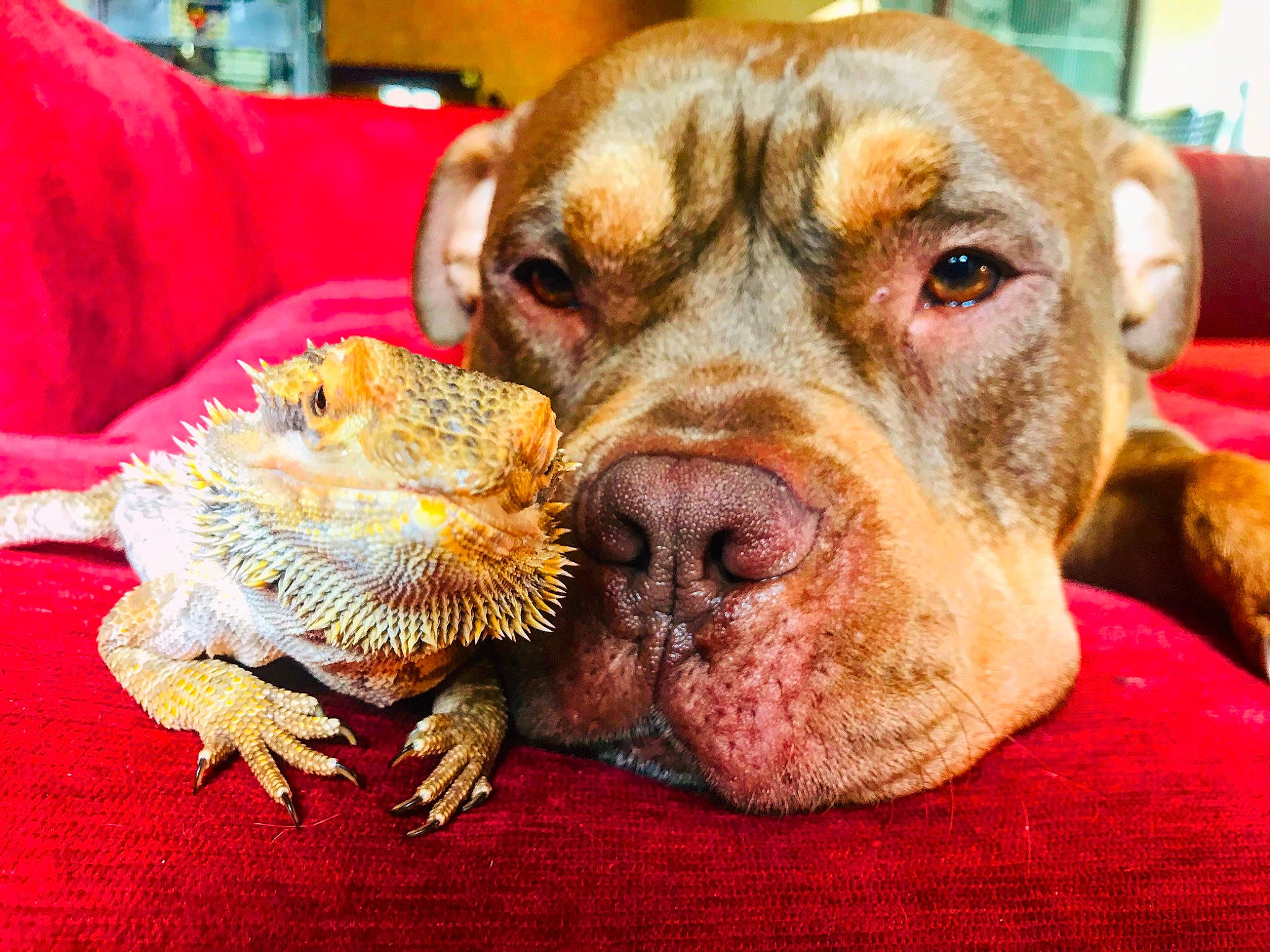 Pog participe au concours pour gagner de l'argent avec cette photo : american_bulldog, american_pit_bull_terrier, ancient_dog_breeds, bulldog, canidae, carnivore, dog, dog_breed, dogue_de_bordeaux, fawn, mammal, non_sporting_group, nose, pit_bull, rare_breed_dog, snout, sporting_group, vertebrate, working_dog, wrinkle