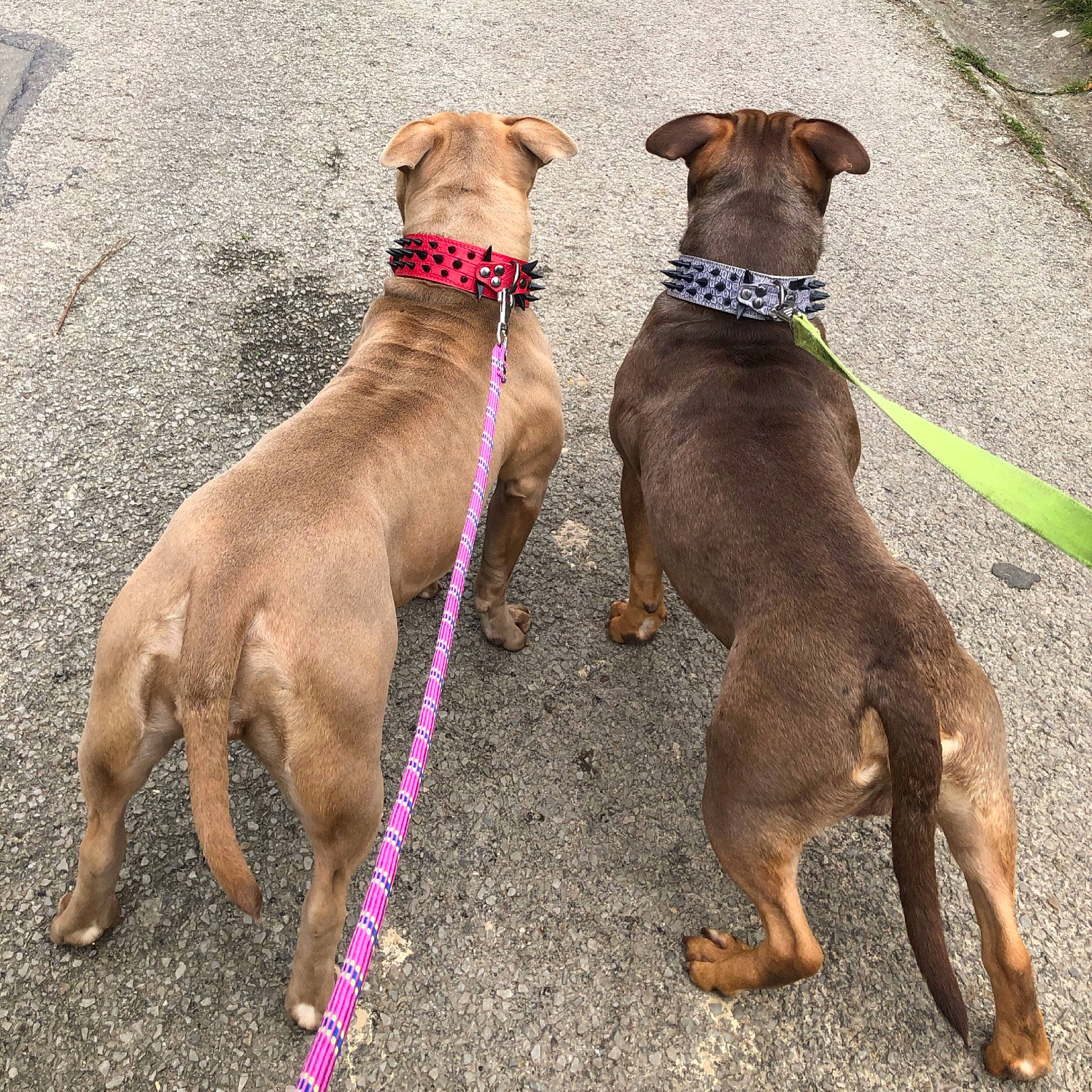 Marley Et Tokyo a rejoint le concours — aidez-le/la à gagner de superbes lots ! brown, canidae, carnivore, collar, companion_dog, dog, dog_breed, dog_collar, dog_supply, fashion_accessory, fawn, leash, liver, pet_supply, snout, sporting_group, tail, webbing, working_animal, working_dog