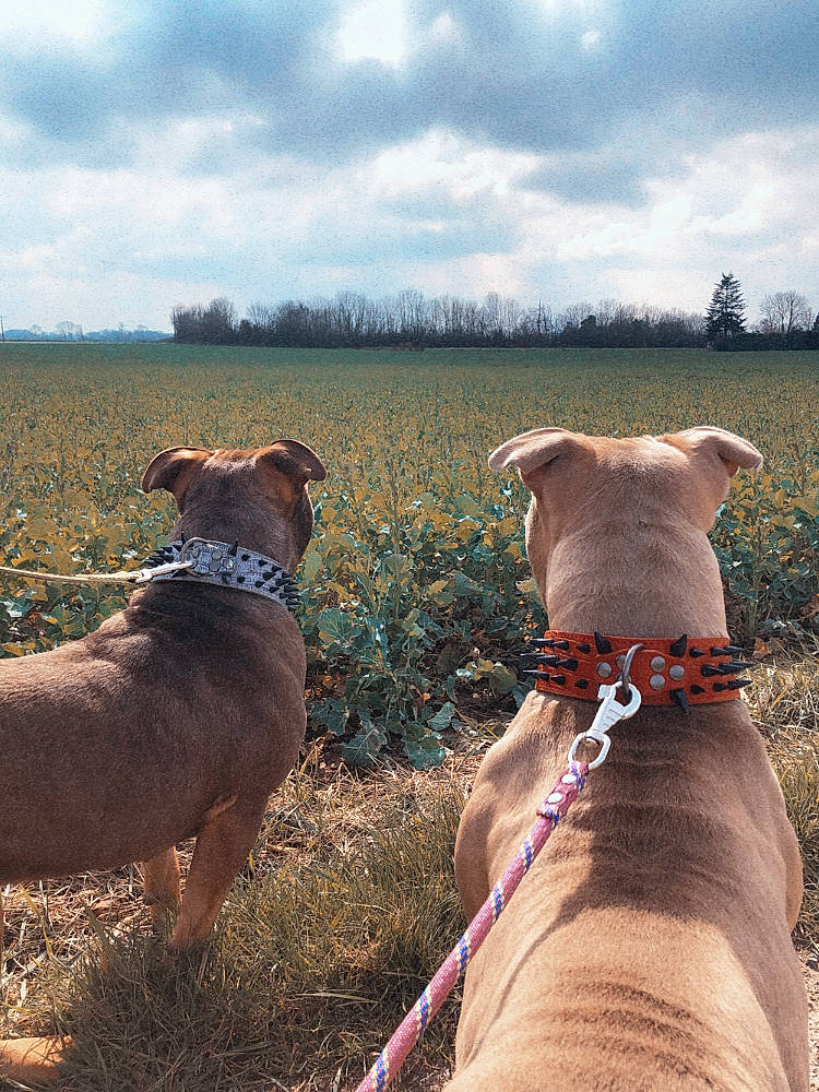 Marley Et Tokyo a rejoint le concours — aidez-le/la à gagner de superbes lots ! canidae, carnivore, cloud, collar, dog, dog_breed, dog_collar, fashion_accessory, fawn, grass, grassland, landscape, leash, pet_supply, plant, prairie, sky, sporting_group, tree, working_animal