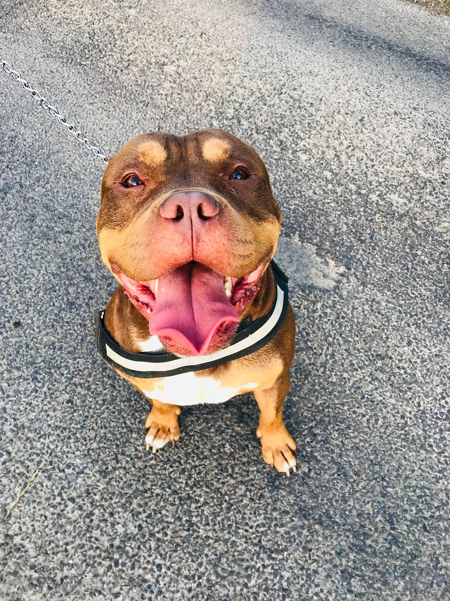 Marley a rejoint le concours — aidez-le/la à gagner de superbes lots ! american_pit_bull_terrier, bulldog, canidae, carnivore, companion_dog, dog, dog_breed, fawn, mammal, mouth, non_sporting_group, nose, old_english_bulldog, olde_english_bulldogge, renascence_bulldogge, smile, snout, tongue, toy_bulldog, vertebrate