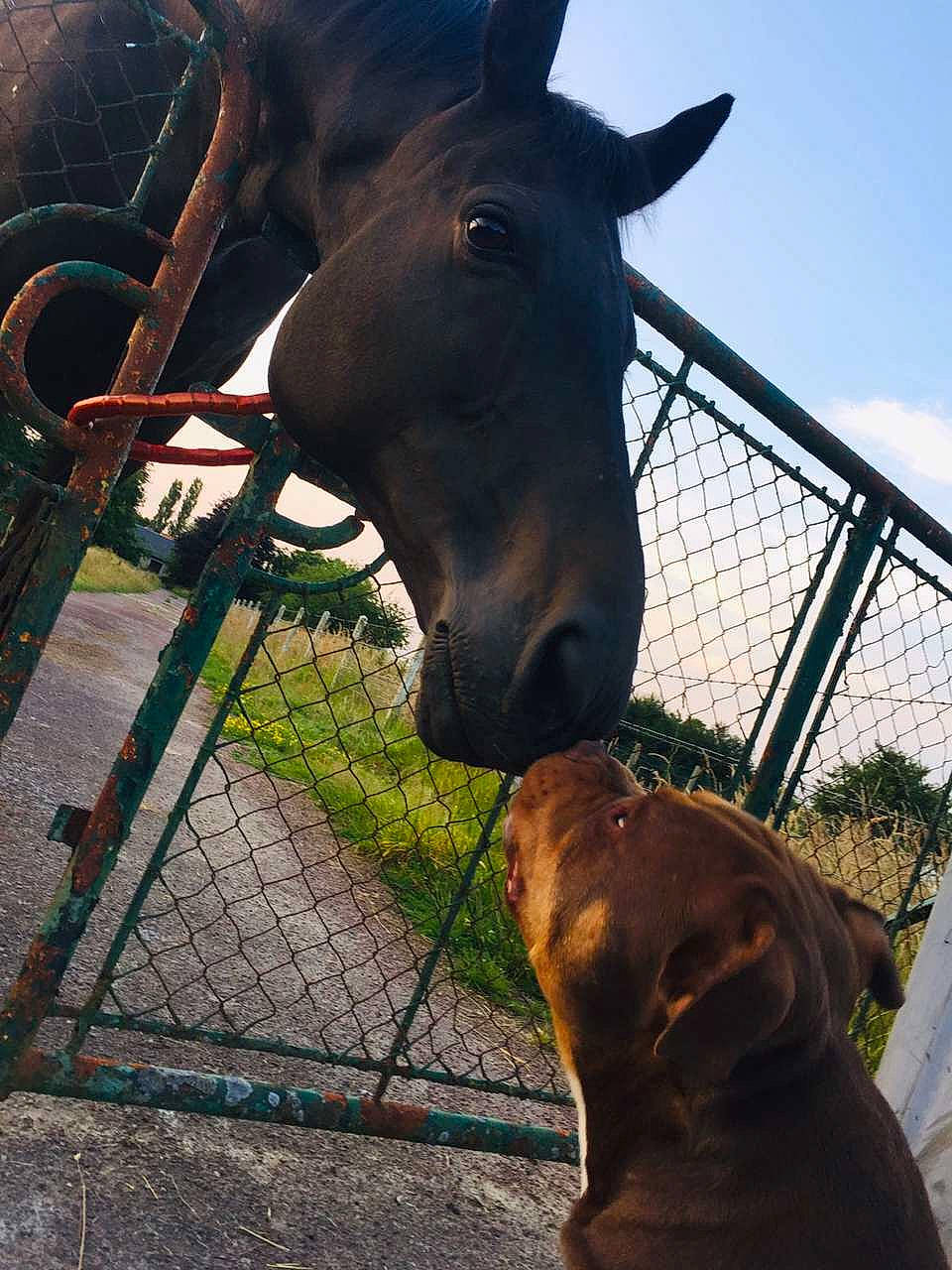 Marley a rejoint le concours — aidez-le/la à gagner de superbes lots ! ear, fawn, head, horse, jaw, landscape, liver, livestock, mammal, mane, mare, mustang_horse, nose, pack_animal, snout, stallion