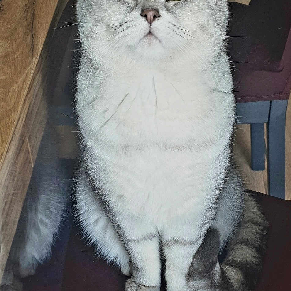 Chuch participe au concours pour gagner de l'argent avec cette photo : abyssinian, angora, animal, cat, chair, drawer, egyptiancat, furniture, hardwood, indoors, kitten, manx, person, pet, plywood, siamese, slate, sleeping, white, wood