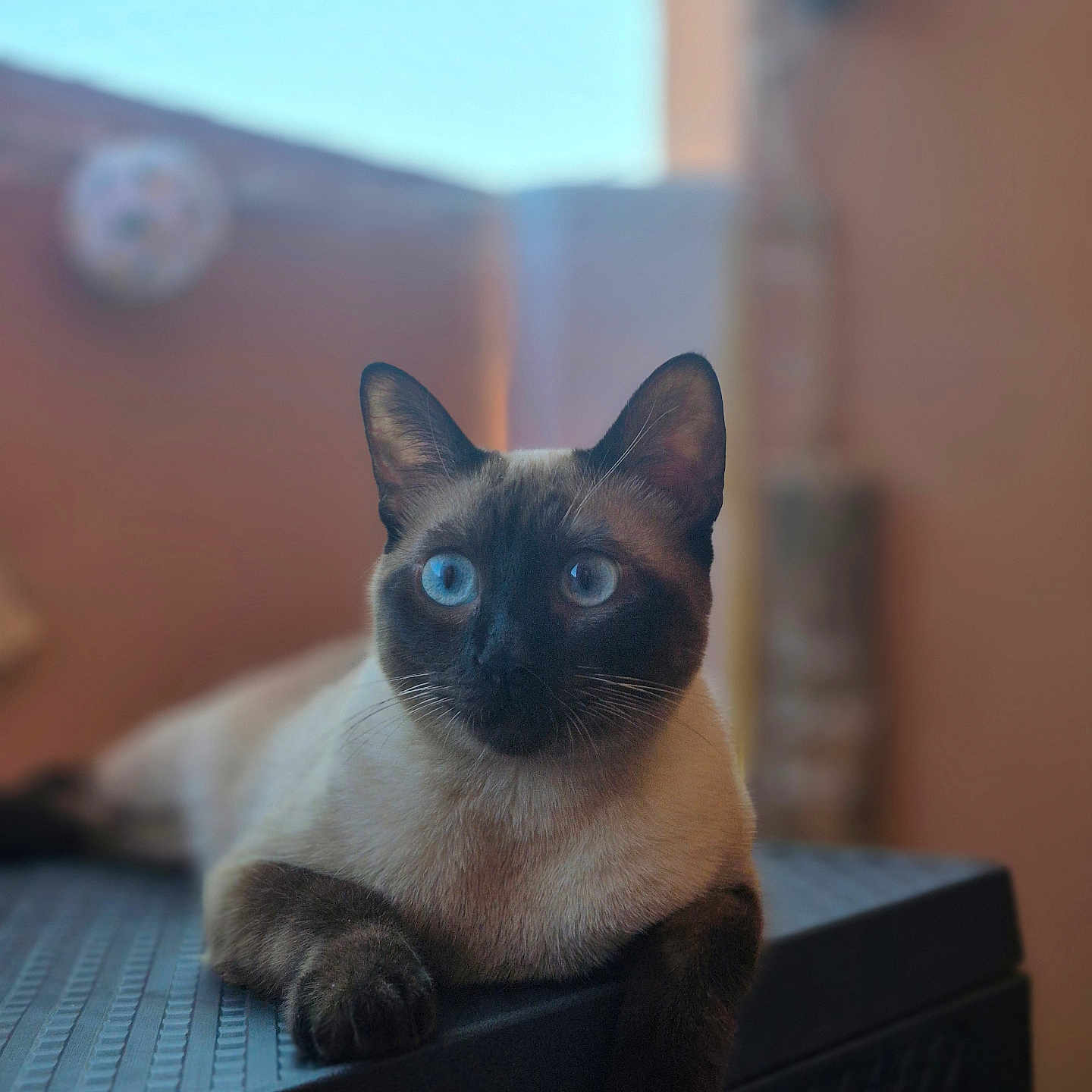 Nala a rejoint le concours — aidez-le/la à gagner de superbes lots ! animal, black_surface, blue_eyes, blurred_background, cat, closeup, domestic_animal, ears, feline, fur, indoor, lounging, mammal, paw, pet, portrait, relaxed, siamese_cat, soft_light, whiskers