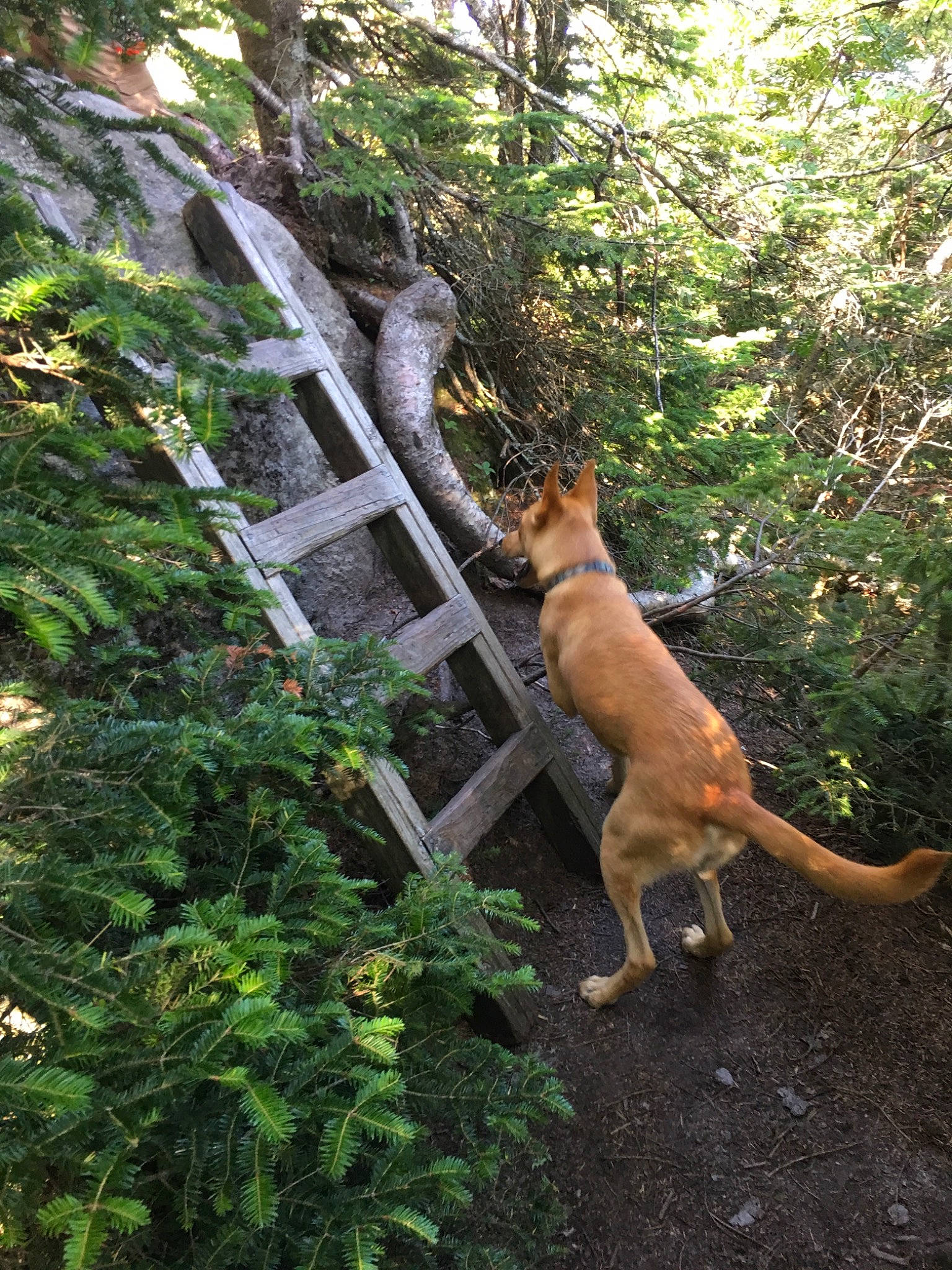 Tele is registered to the contest to win money with this photo: belgian_shepherd_malinois, black_mouth_cur, canidae, carnivore, dog, dog_breed, fawn, forest, jungle, mountain_cur, plant, rainforest, tail, tree, wildlife