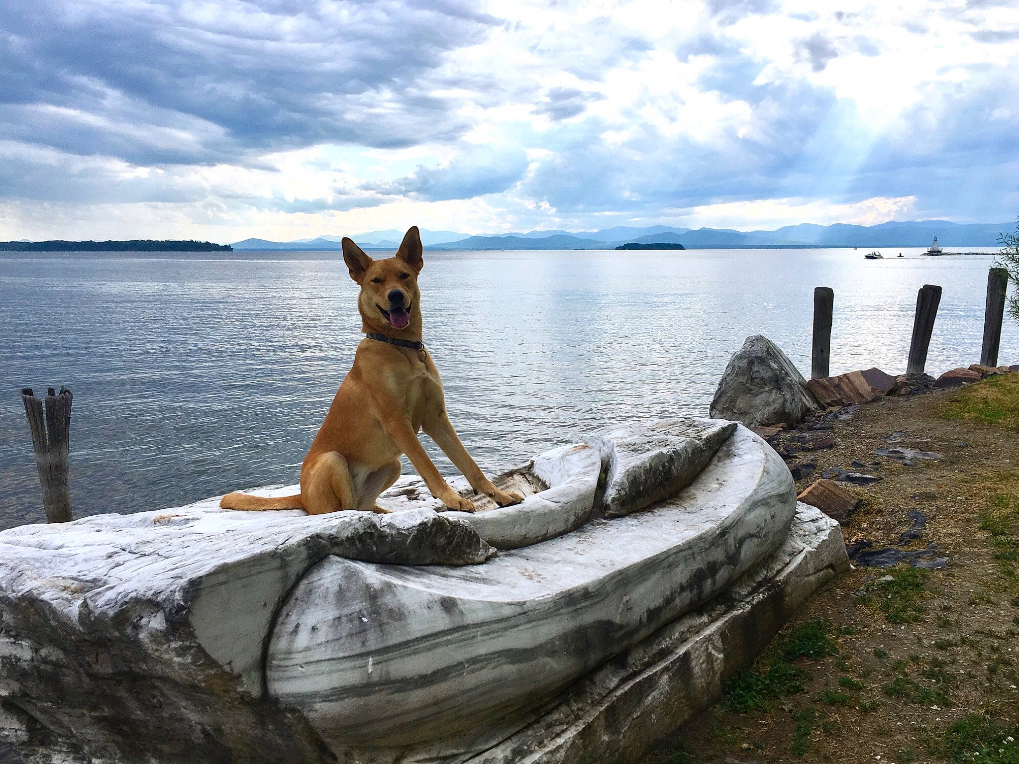 Tele joined the competition — help win amazing prizes! australian_cattle_dog, belgian_shepherd_malinois, canidae, carnivore, carolina_dog, dog, dog_breed, fawn, german_shepherd_dog, ibizan_hound, lake, sea, vacation, working_dog