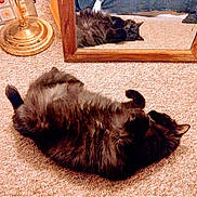 Crash is registered to the contest to win money with this photo: cat, black_cat, carpet, mirror, reflection, indoor, floor, lamp, wooden_frame, relaxed, pet, feline, cozy, resting, fur, animal, home, lying_down, cute, domestic