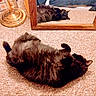 cat, black_cat, carpet, mirror, reflection, indoor, floor, lamp, wooden_frame, relaxed, pet, feline, cozy, resting, fur, animal, home, lying_down, cute, domestic
