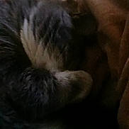 Sapphire is registered to the contest to win money with this photo: cat, tabby, feline, sleeping, curled_up, cozy, cuddling, pet, fur, striped, whiskers, close_up, indoor, dim_lighting, brown, gray, black, relaxed, human_hand, portrait