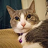 Sapphire is registered to the contest to win money with this photo: cat, gray_cat, white_cat, pet, animal, feline, close_up, portrait, whiskers, ears, yellow_eyes, purple_collar, bell, fur, indoor, cozy, blanket, sitting, alert, adorable