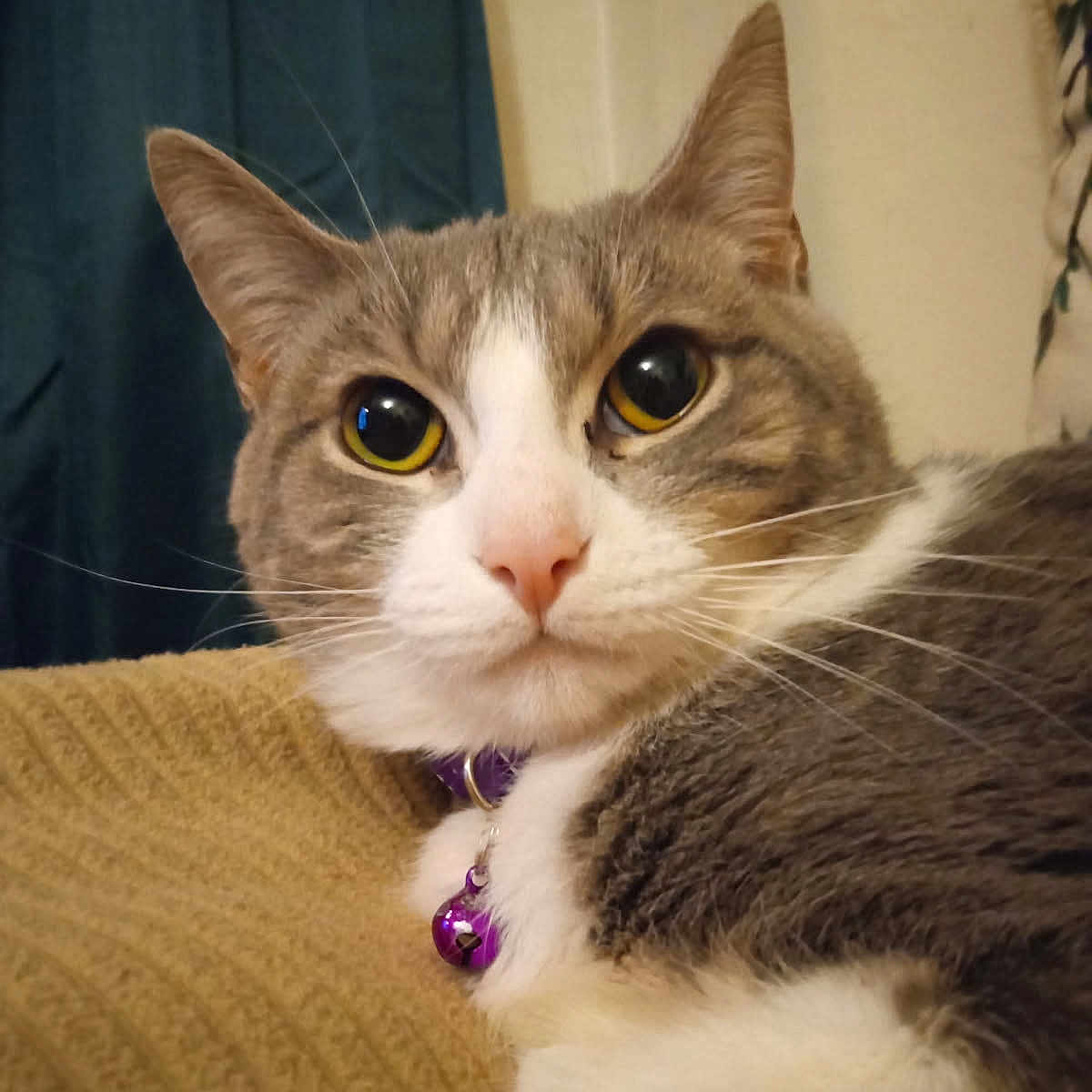 Sapphire is registered to the contest to win money with this photo: cat, gray_cat, white_cat, pet, animal, feline, close_up, portrait, whiskers, ears, yellow_eyes, purple_collar, bell, fur, indoor, cozy, blanket, sitting, alert, adorable