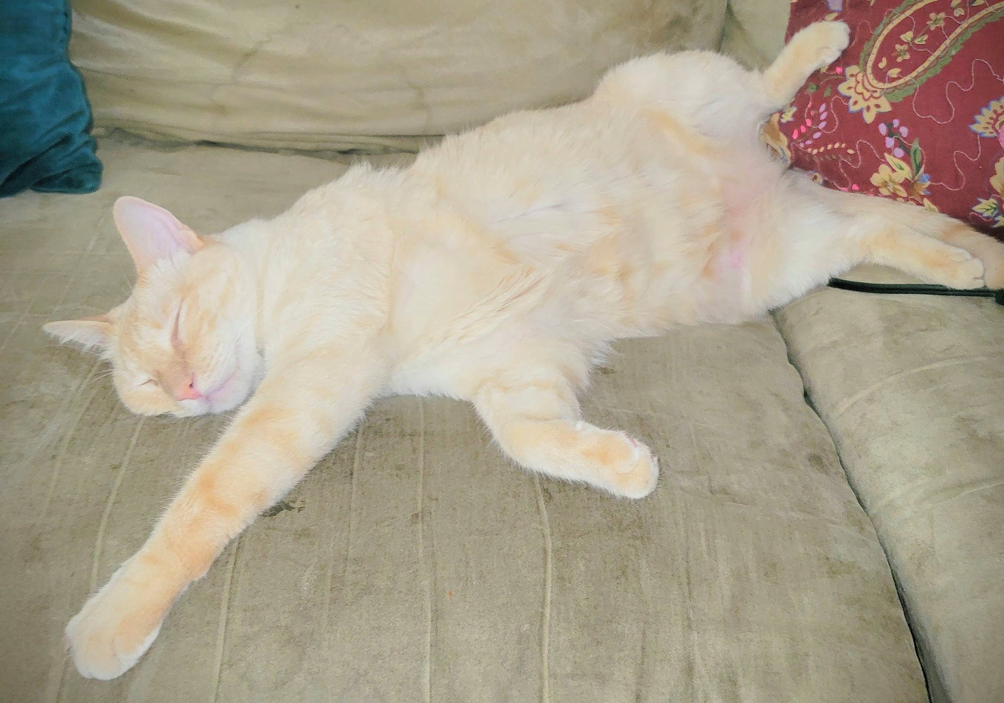 Opie is registered to the contest to win money with this photo: canidae, carnivore, cat, claw, comfort, dog_breed, domestic_short_haired_cat, fawn, felidae, floor, flooring, foot, fur, hardwood, paw, small_to_medium_sized_cats, snout, tail, whiskers, wood