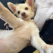 Suave joined the competition — help win amazing prizes! dog, puppy, cream_colored, fluffy, lying_down, stretching, paw, blanket, cozy, indoor, close_up, cute, pet, animal, relaxed, face, ears, nose, fur, resting