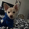Suave is registered to the contest to win money with this photo: dog, small_dog, puppy, hoodie, blue_clothing, bed, bedspread, black_and_white, pattern, indoor, pet, cute, ears, fur, animal, looking_at_camera, cozy, home, resting, furniture