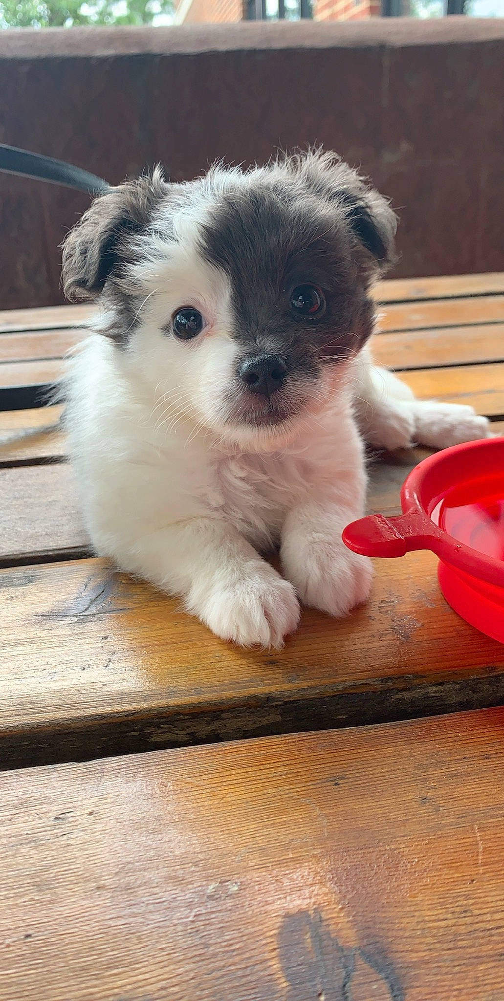 Luna joined the competition — help win amazing prizes! australian_shepherd, bolonka, border_collie, canidae, carnivore, cavachon, companion_dog, dog, dog_breed, havanese, mal_shi, maltepoo, mammal, miniature_australian_shepherd, morkie, puppy, rare_breed_dog, shih_tzu, sporting_lucas_terrier, vertebrate