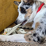 Aïko participe au concours pour gagner de l'argent avec cette photo : animal, black, brown, carpet, chewing, close_up, collar, couch, dog, ears, fabric, fur, indoor, paw, pet, playing, resting, side_view, speckled, white