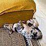 Aïko a rejoint le concours — aidez-le/la à gagner de superbes lots ! animal, collar, comfort, cozy, dog, fur, home, indoor, laying_down, mustard_couch, nap, patterned_rug, paw, pet, relaxed, resting, rug, sleeping, spotted, white_blanket