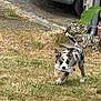 Aïko a rejoint le concours — aidez-le/la à gagner de superbes lots ! animal, backyard, canine, car, daylight, dog, dry_grass, grass, nature, outdoor, pet, plant, plastic_bottle, playful, puppy, rock, running, spotted, wheel, yard