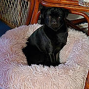 Sweet-Pea joined the competition — help win amazing prizes! animal, black_dog, carpet, companion, cozy, cute, dog, domestic, fluffy, furniture, home, indoor, pet_bed, pug, relaxing, resting, seat, small_dog, table, wood