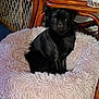 animal, black_dog, carpet, companion, cozy, cute, dog, domestic, fluffy, furniture, home, indoor, pet_bed, pug, relaxing, resting, seat, small_dog, table, wood