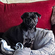 Sweet-Pea joined the competition — help win amazing prizes! dog, pug, black_dog, pet_bed, striped, couch, red_couch, indoor, cozy, alert, animal, canine, furniture, domestic, companion, sitting, curious, cute, small_dog, portrait