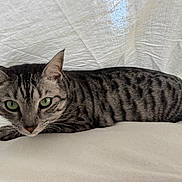 Mhymo participe au concours pour gagner de l'argent avec cette photo : animal, cat, close_up, cute, domestic_cat, ears, feline, fur, green_eyes, indoor, looking_at_camera, lying_down, pet, relaxed, resting, soft_light, striped, tabby_cat, texture, whiskers