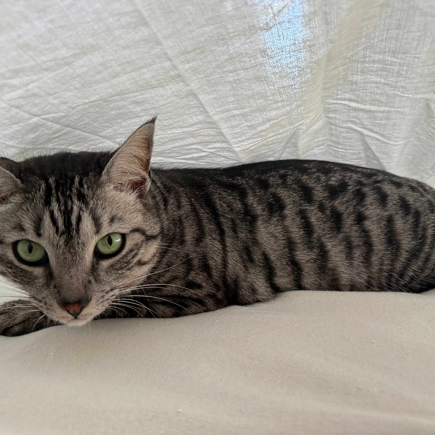 Mhymo participe au concours pour gagner de l'argent avec cette photo : animal, cat, close_up, cute, domestic_cat, ears, feline, fur, green_eyes, indoor, looking_at_camera, lying_down, pet, relaxed, resting, soft_light, striped, tabby_cat, texture, whiskers