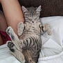 kitten, cat, sleeping, relaxing, tabby, pet, feline, animal, fur, whiskers, paw, claws, person, arm, blanket, bed, indoor, cute, cozy, rest
