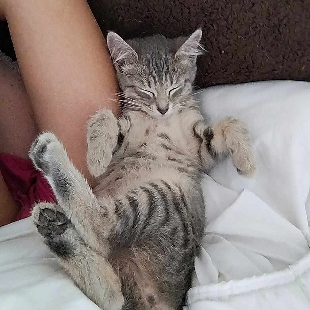 Nala participe au concours pour gagner de l'argent avec cette photo : animal, arm, bed, blanket, cat, claws, cozy, cute, feline, fur, indoor, kitten, paw, person, pet, relaxing, rest, sleeping, tabby, whiskers