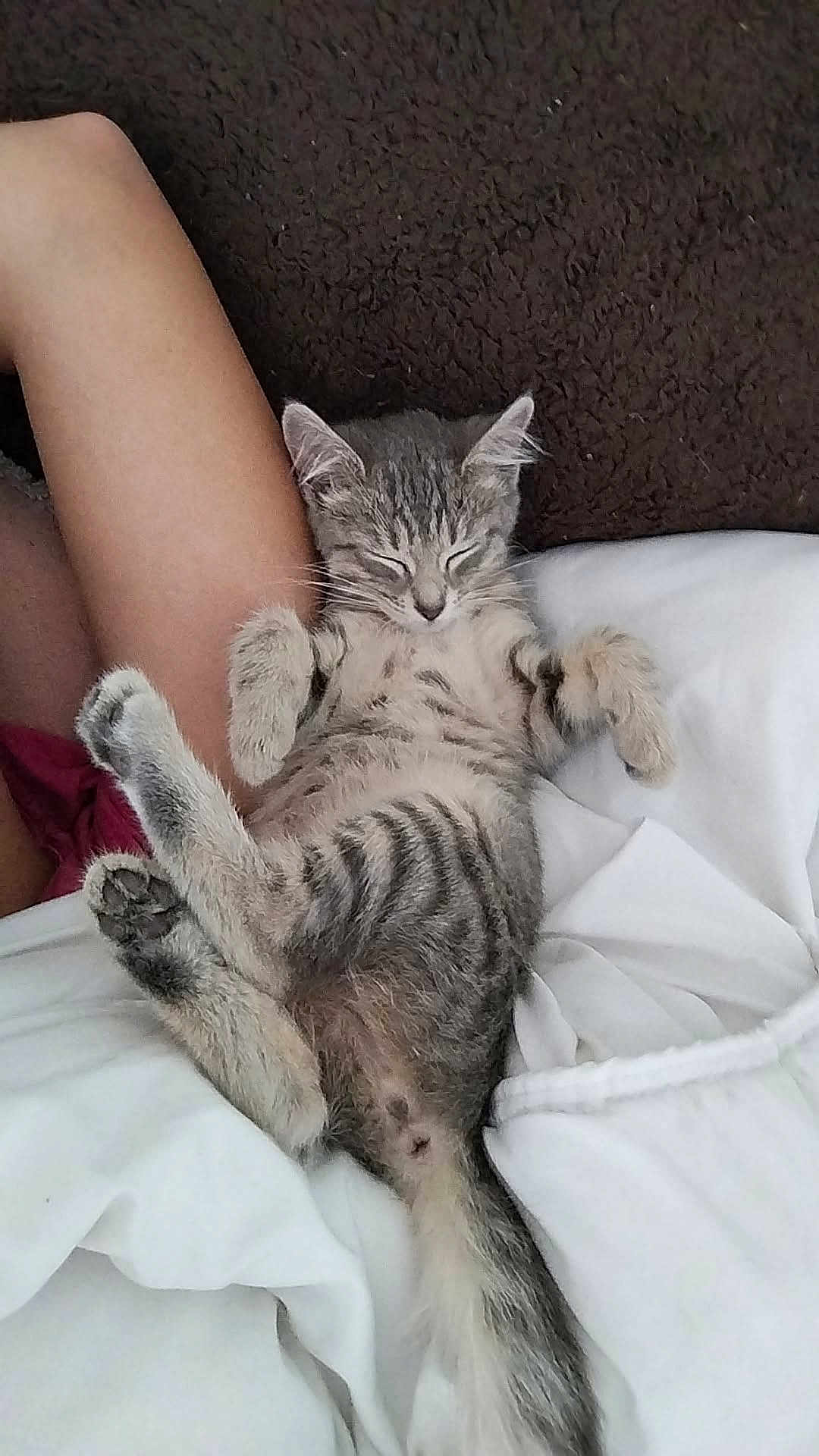 Nala participe au concours pour gagner de l'argent avec cette photo : kitten, cat, sleeping, relaxing, tabby, pet, feline, animal, fur, whiskers, paw, claws, person, arm, blanket, bed, indoor, cute, cozy, rest