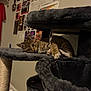Milo is registered to the contest to win money with this photo: kitten, cat, tabby, cat_tree, indoor, pet, feline, cozy, fur, whiskers, ears, claws, wall, posters, memorabilia, sitting, curious, playful, home, animal