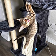 Milo joined the competition — help win amazing prizes! kitten, cat, cat_tree, scratching_post, playful, feline, tabby, indoor, pet, animal, climbing, wood_floor, curious, young_cat, fur, ears, whiskers, paw, tongue, home