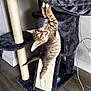 kitten, cat, cat_tree, scratching_post, playful, feline, tabby, indoor, pet, animal, climbing, wood_floor, curious, young_cat, fur, ears, whiskers, paw, tongue, home