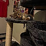 Milo joined the competition — help win amazing prizes! kitten, cat, cat_tree, toy_mouse, indoor, wall_posters, red_shirt, scratching_post, fur, playful, pet, animal, cozy, furniture, claw, paw, resting, young, curious, domestic