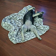 Cardi is registered to the contest to win money with this photo: dog, blanket, wooden_floor, black_dog, pet, lying_down, stretching, indoor, cozy, relaxed, animal, fur, paws, cute, resting, canine, domestic_animal, sleeping_position, home, flooring