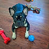 Cardi joined the competition — help win amazing prizes! french_bulldog, puppy, dog, toy, red_bone, blue_ball, yellow_duck, rope_toy, wooden_floor, pet, indoor, cute, animal, playful, small_dog, looking_up, flooring, domestic_animal, companionship, young_dog