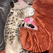 Tigrou a rejoint le concours — aidez-le/la à gagner de superbes lots ! kitten, cat, sleeping, spotted, tabby, lying_down, belly_up, paws, tail, fur, indoor, blanket, red_blanket, couch, plush_toy, cup, relaxed, cute, flash_photography, portrait