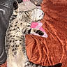 kitten, cat, sleeping, spotted, tabby, lying_down, belly_up, paws, tail, fur, indoor, blanket, red_blanket, couch, plush_toy, cup, relaxed, cute, flash_photography, portrait