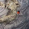 Tigrou a rejoint le concours — aidez-le/la à gagner de superbes lots ! cat, kitten, tabby, striped_fur, spotted_fur, green_eyes, fluffy, lying_down, stretching, raised_paw, belly, whiskers, ears, tail, bed, bedding, blanket, gray_background, indoor, pet