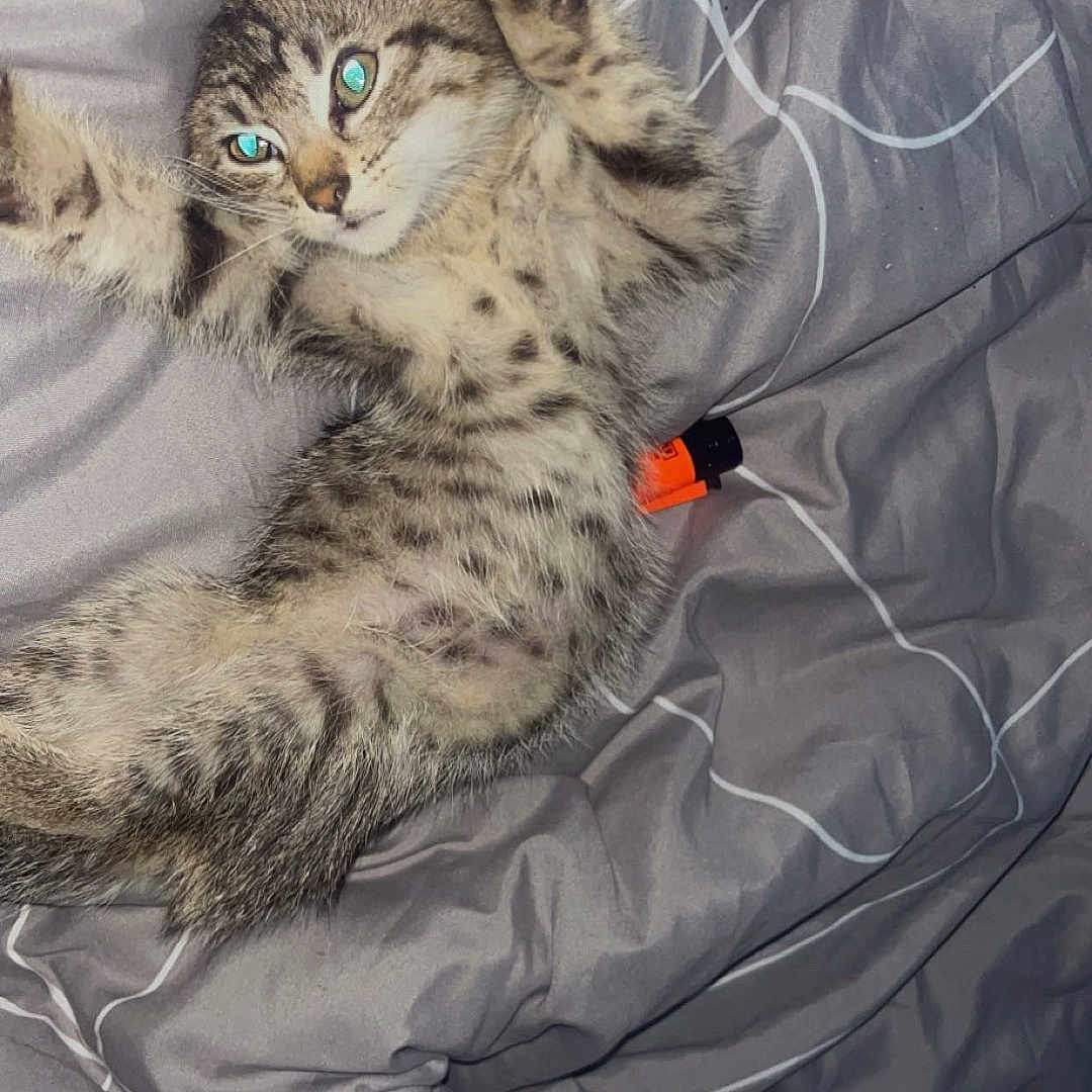 Tigrou a rejoint le concours — aidez-le/la à gagner de superbes lots ! cat, kitten, tabby, striped_fur, spotted_fur, green_eyes, fluffy, lying_down, stretching, raised_paw, belly, whiskers, ears, tail, bed, bedding, blanket, gray_background, indoor, pet