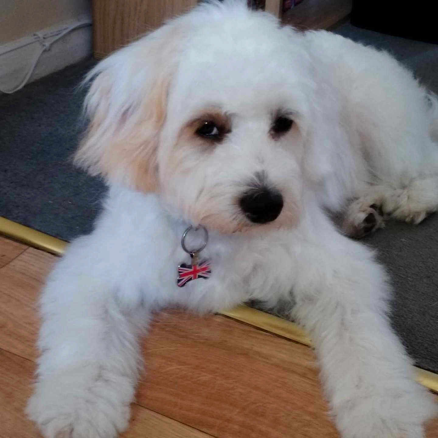 Duke joined the competition — help win amazing prizes! animal, bookshelf, bow_tie, canine, carpet, collar, cute, dog, floor, fluffy, furniture, home, indoor, paw, pet, portrait, relaxed, tag, white, wooden_floor