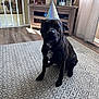 animal, carpet, collar, curtains, decor, dog, furniture, home, indoor, living_room, painting, party_hat, pattern, pet, photograph, sitting, sunlight, table, window, wood_floor