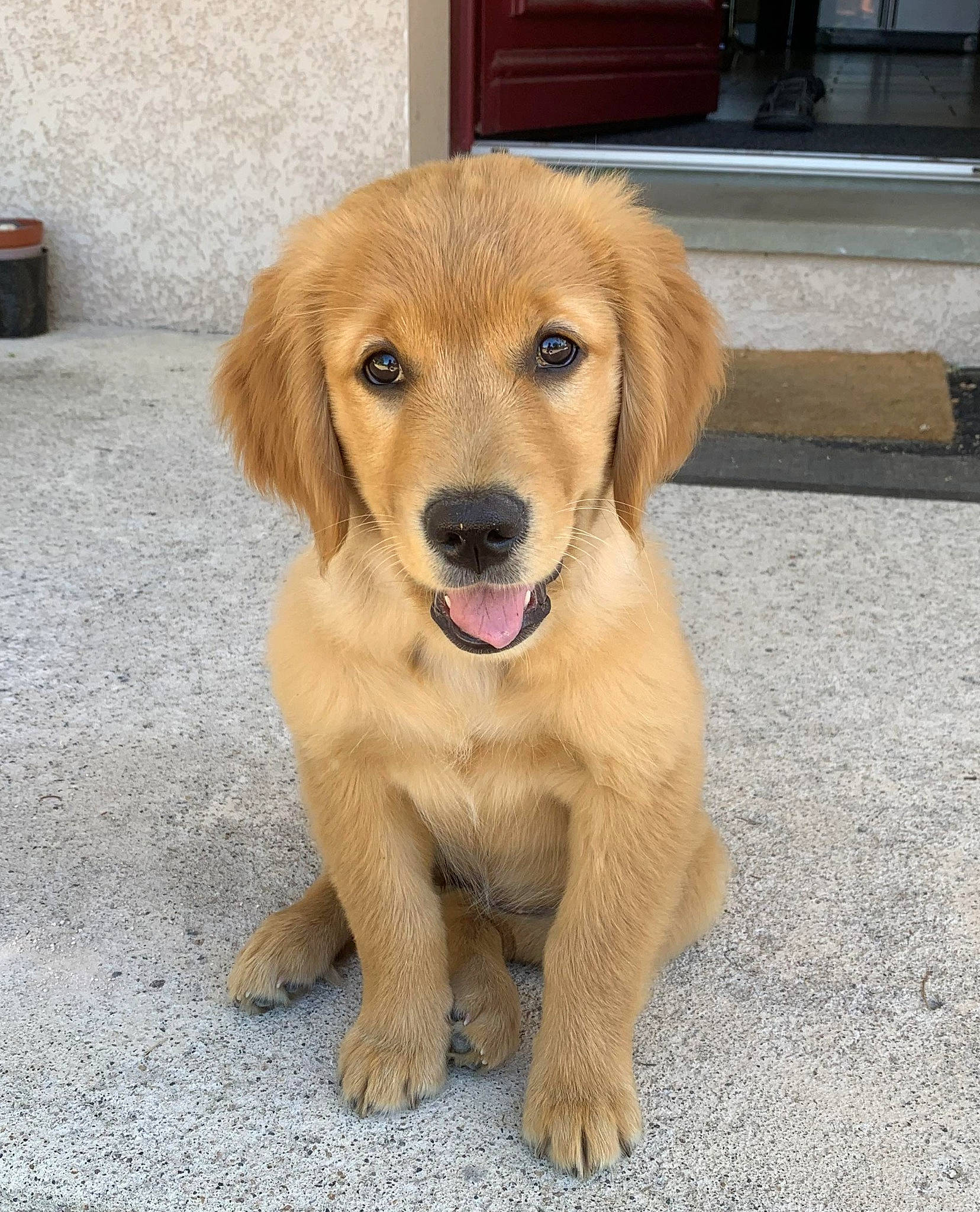 Ulka participe au concours pour gagner de l'argent avec cette photo : ball, canidae, carnivore, companion_dog, dog, dog_breed, fawn, flooring, fur, liver, paw, plant, snout, sporting_group, tail, terrestrial_animal, working_animal