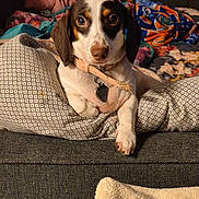 Penny joined the competition — help win amazing prizes! dog, pet, couch, blanket, pillow, indoor, animal, relaxed, collar, cute, fur, brown, white, ears, paw, snout, domestic, comfort, resting, looking